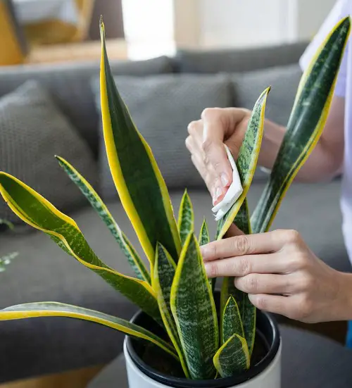 Clean Snake Plant Leaves