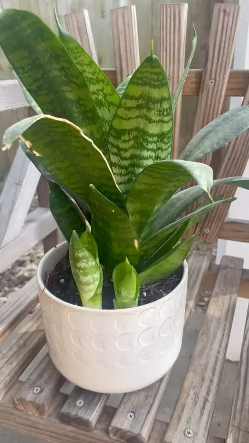 Snake Plant Pups