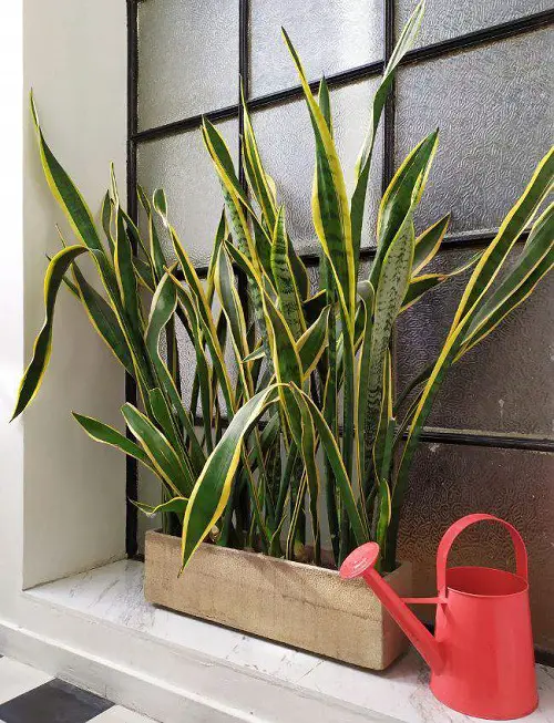 Watering Snake Plant