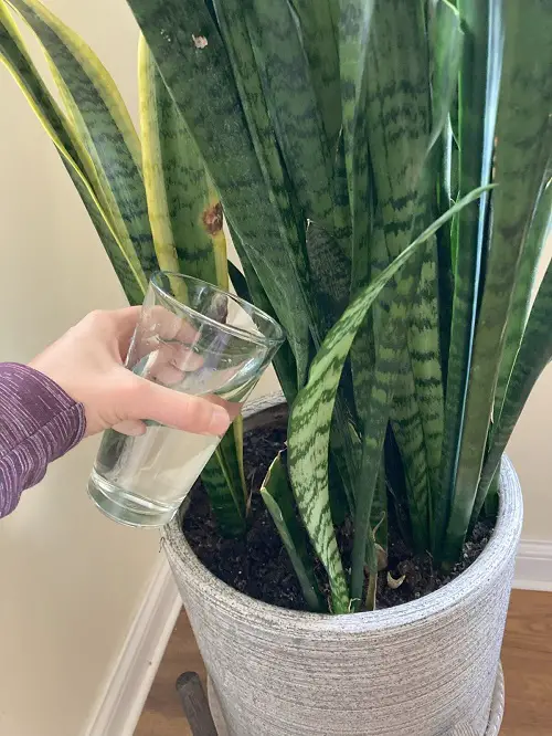 How to Take Care of Snake Plant Pups When They Are Young 3