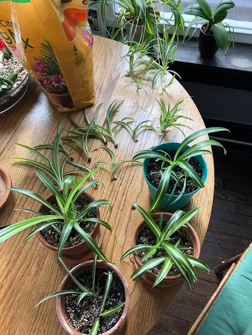 Plants that Produce Pups Quickly After Planting 1