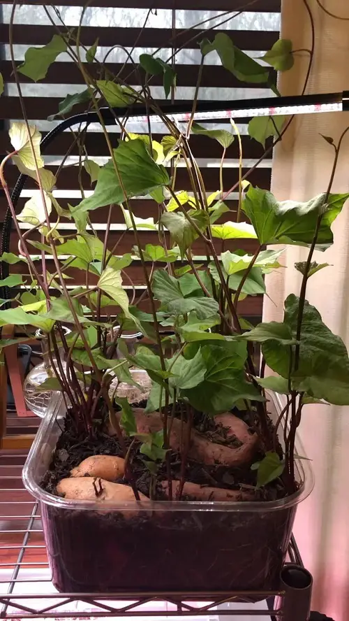 Unique Vegetables to Plant In April For Summers 2