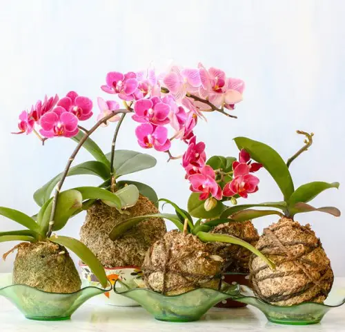 Stunning Orchid kokedama planter indoor