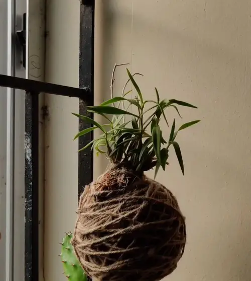 Stunning Orchid kokedama planter indoor 3
