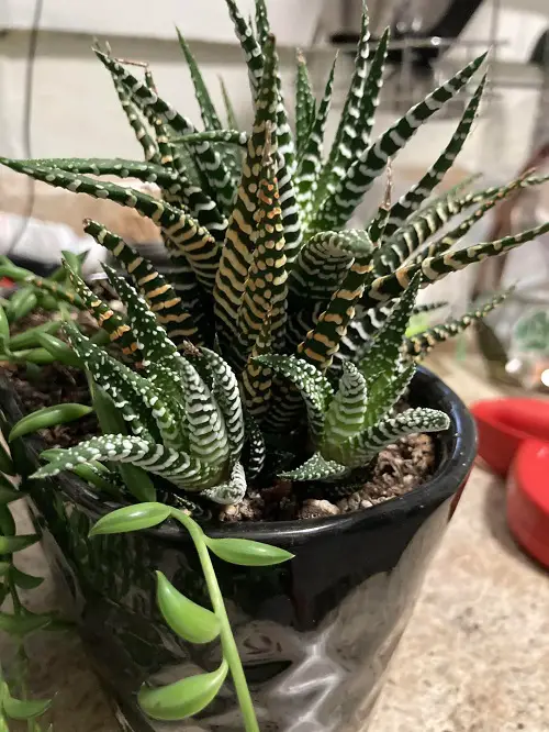 Zebra Plant Pups