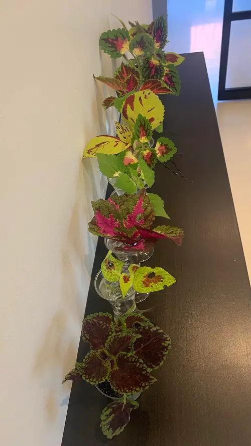Coleus In Home