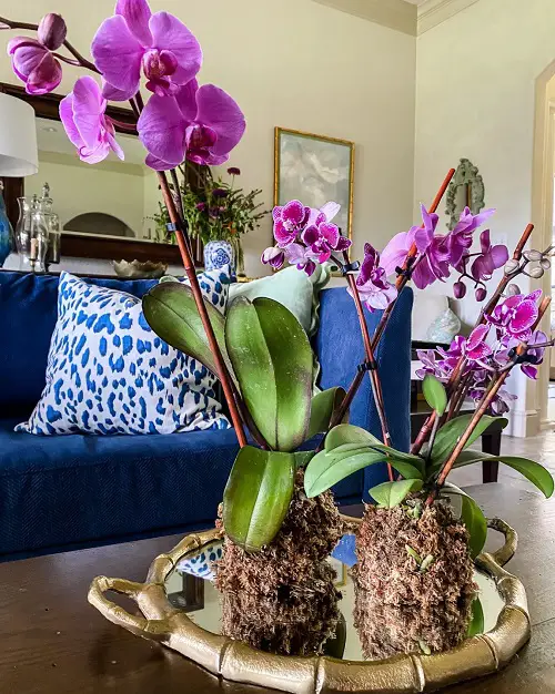 Simple orchid planter1