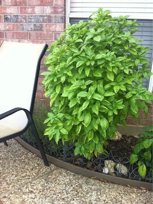 Reasons You Should Cut Your Basil Plant 1