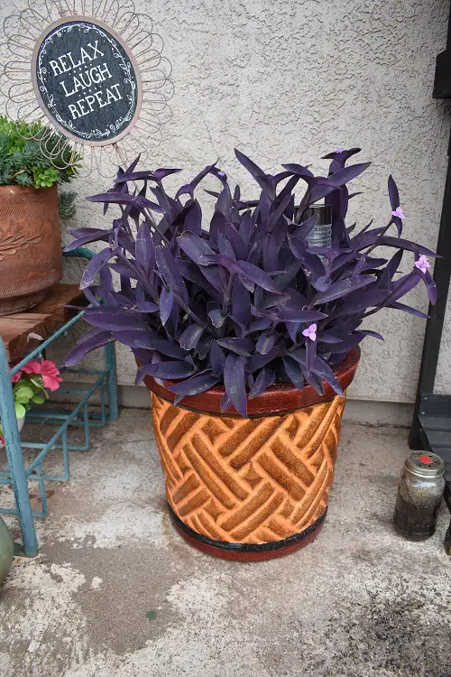 How To Make Your Purple Heart Plant Bloom 1
