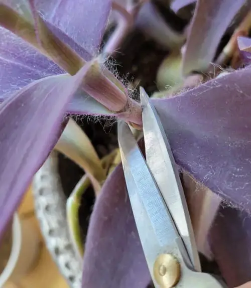 Purple Heart Plant Cutting