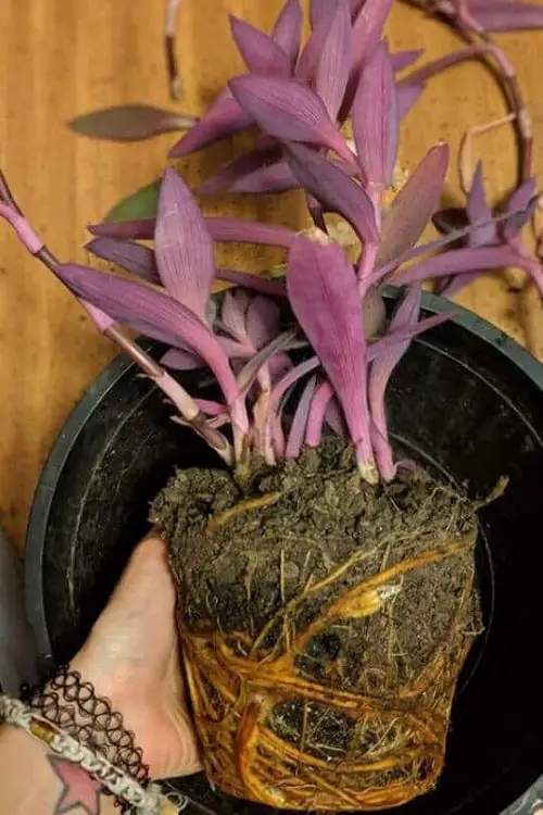 Purple Heart plant root-bound