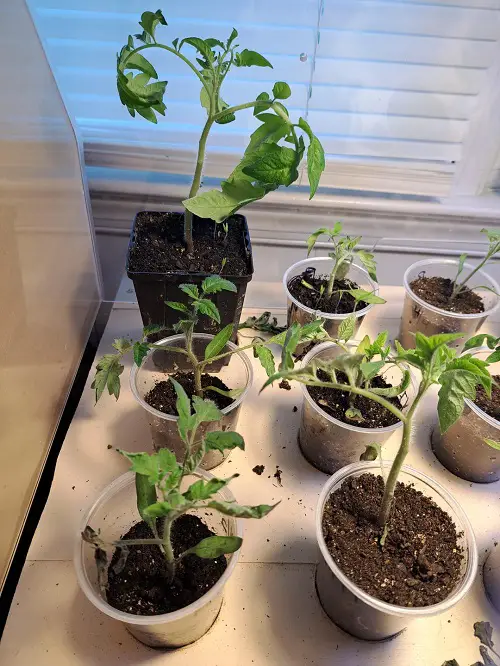 transplanting seeds 2
