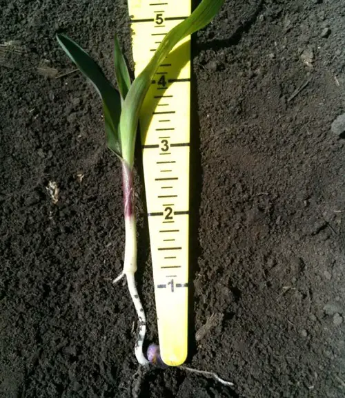 Match the Planting Depth