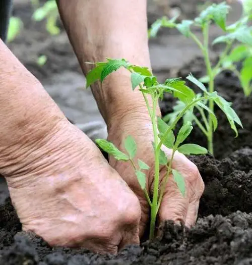 Match the Planting Depth