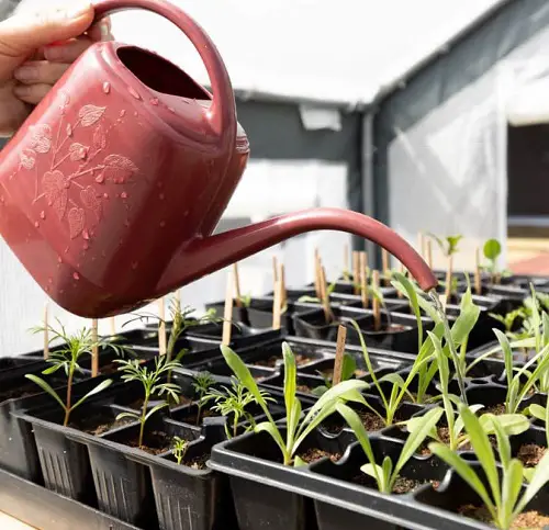 watering seedlings