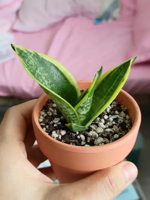 snake plant fertilizer