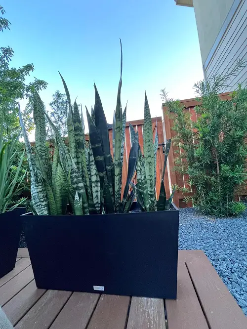 Outdoor Snake Plant