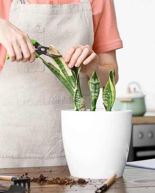 Prune Snake Plant