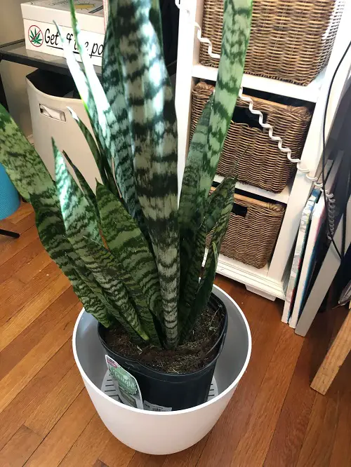 Repotting Snake Plant
