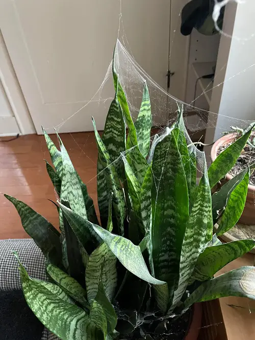 spider mites on snake plant