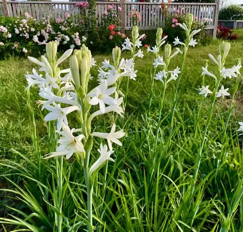 Beautiful Garden Flower Plants 2