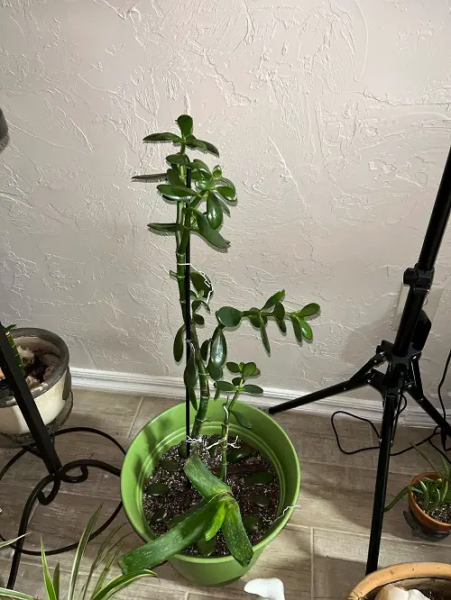 Plants that Grow Well With Jade 1