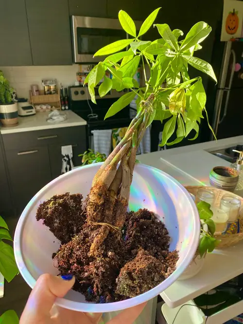 Alternative for Zip Ties
