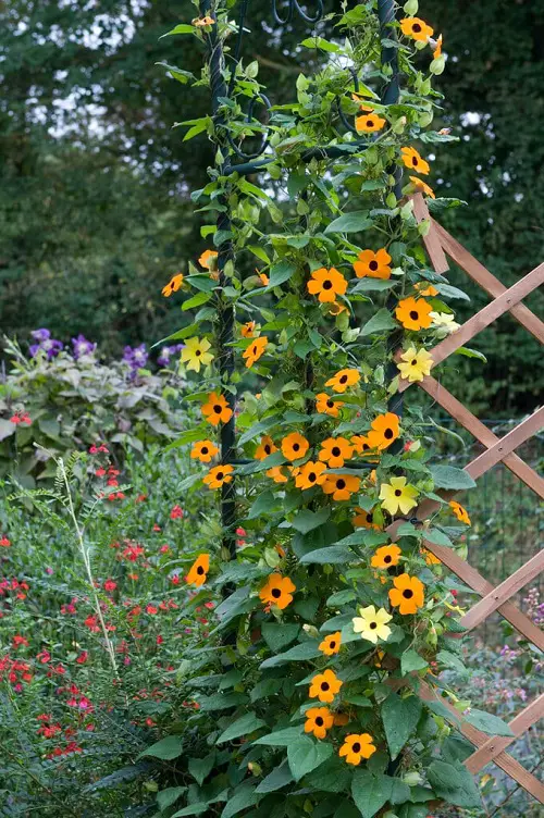 Climbing Vines That Start Flowering Within Weeks 1