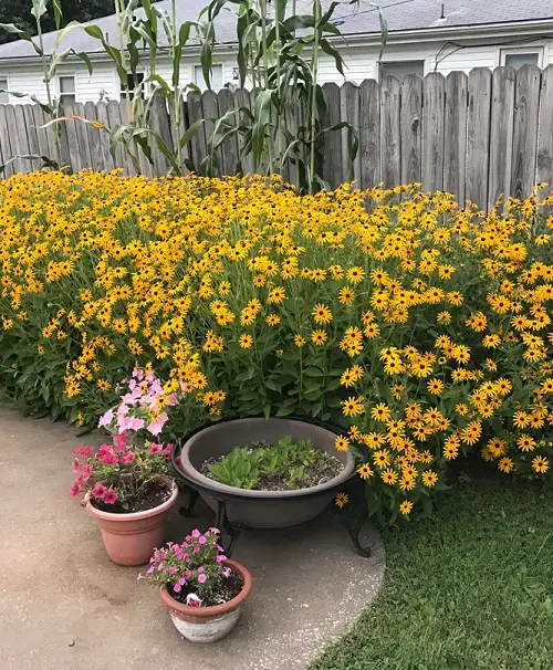 Flowers That Bloom All Summer Long Without Much Watering