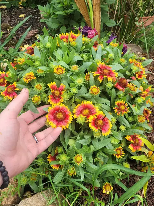 Perennials That Bloom In Their First Year From Seeds