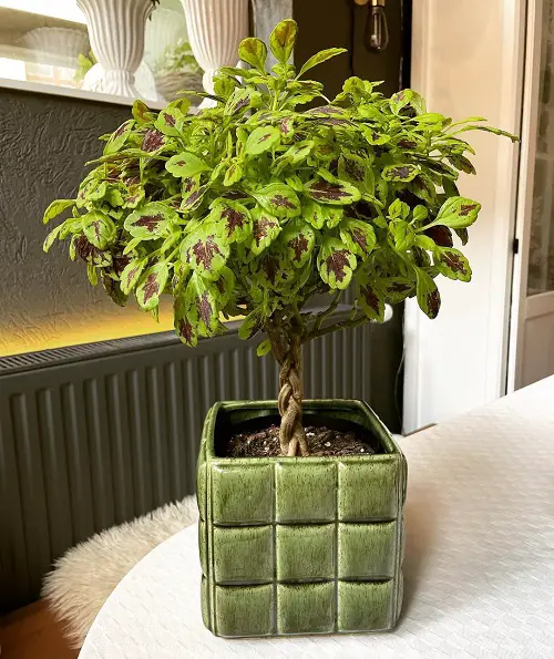 Ideas To Grow Coleus in garden 3