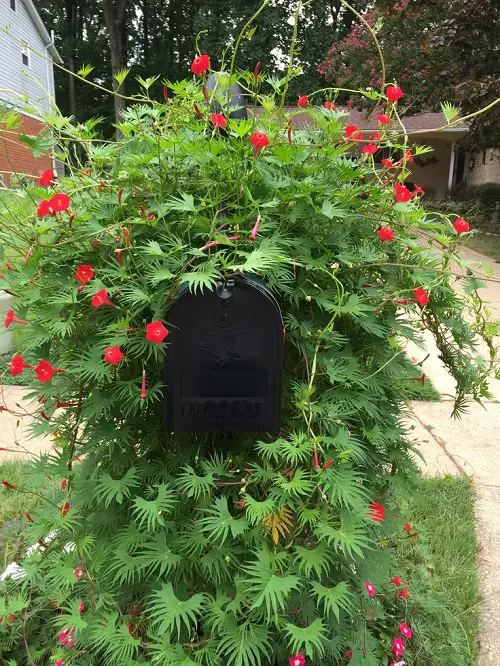 Cardinal Climber vine