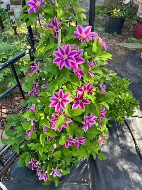 Beautiful Indoor Purple Vines 4