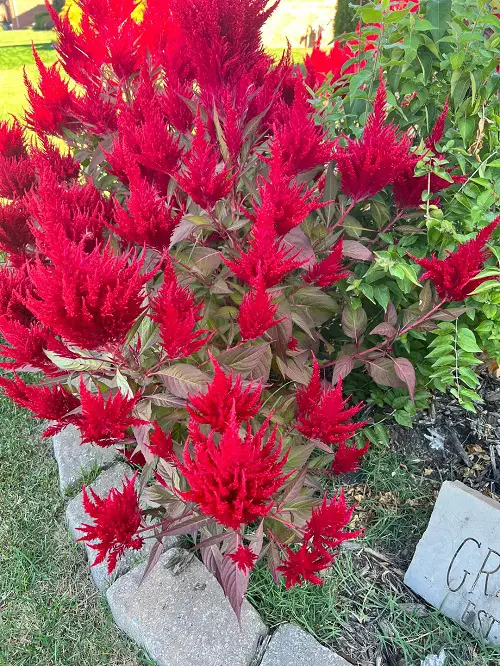 Flowers That Bloom All Summer Long Without Much Watering 2