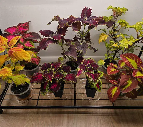 Worst Spots to Keep Coleus in Home and Garden 3