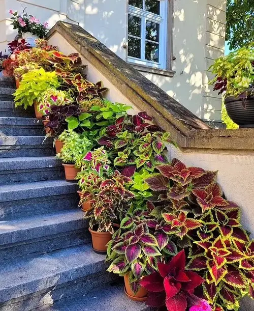 Coleus indoor display ideas