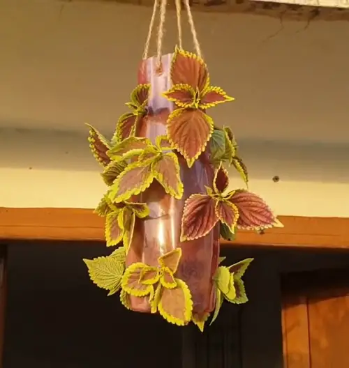 Coleus indoor display ideas 3