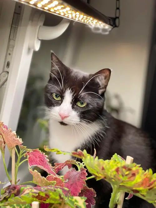 Coleus with pets