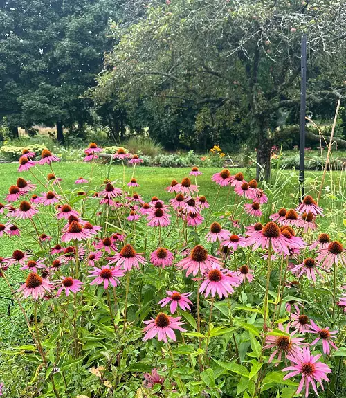 Beautiful Coneflower
