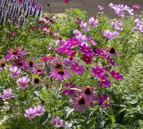 Flowers that Grow Well with Cosmos 3