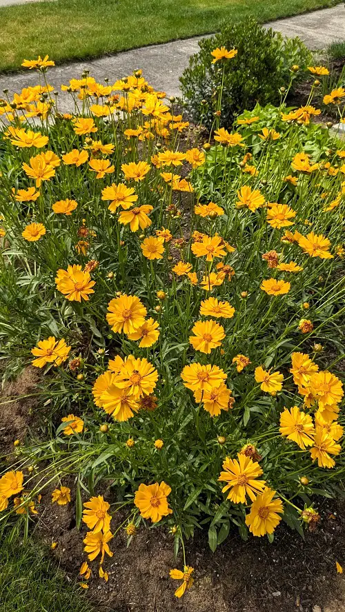 Perennials That Bloom In Their First Year From Seeds 2
