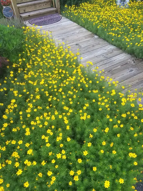 Colorful flowering plants in garden