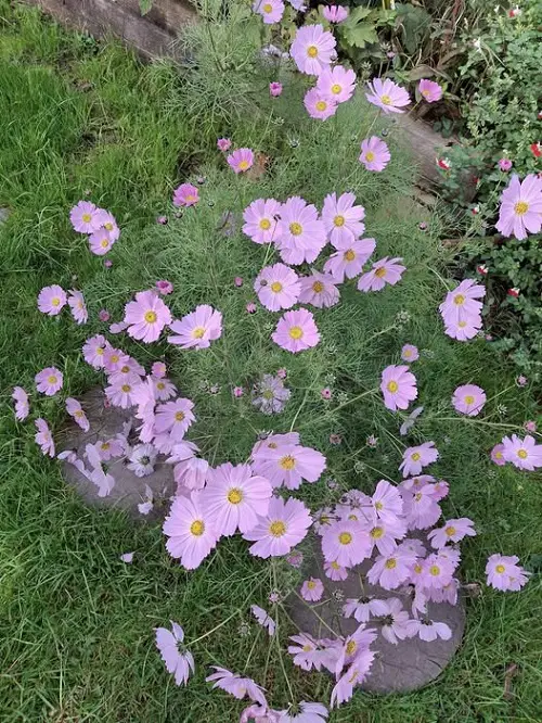 Cosmos flowers in garden