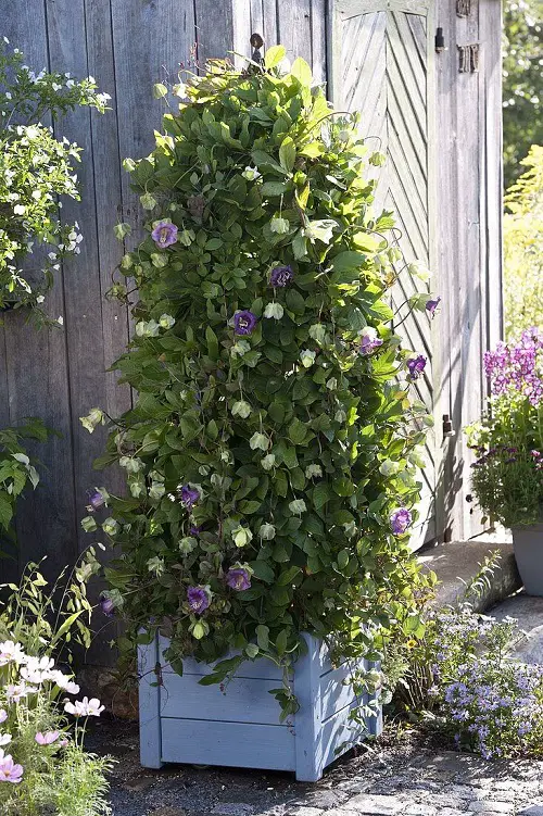 Cup and Saucer Vine
