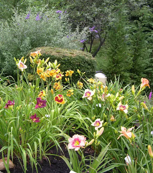Daylily in garden