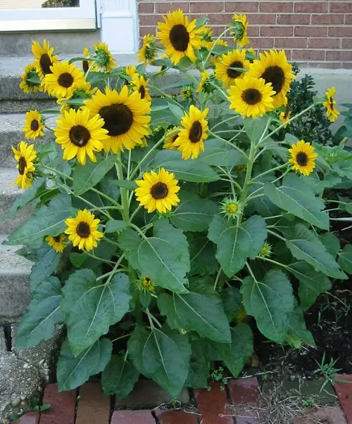 Sunflowers in pot