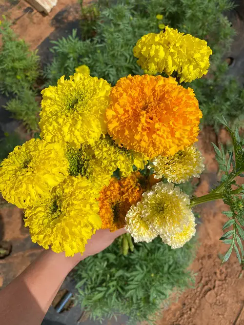 How to Grow Big Giant Marigold 2