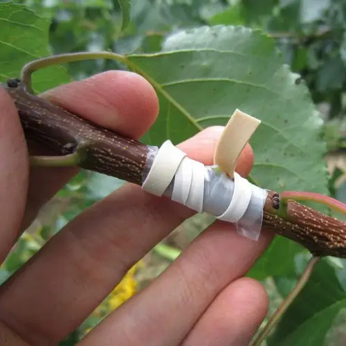 rubber band Holding Grafted Plants Together