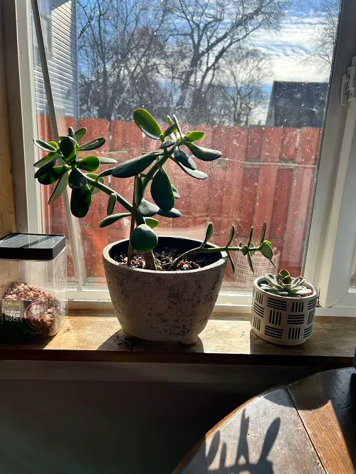 Best Spots To Keep A Jade Plant In Home