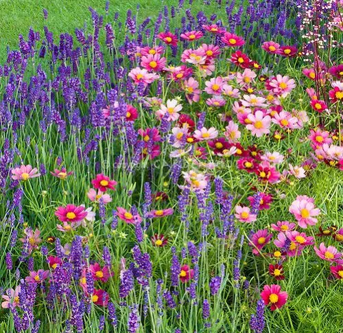 Lavender in garden